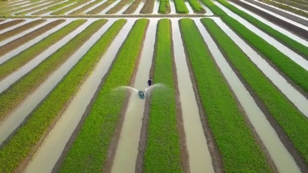 Vista aérea de los agricultores riego de agua espinaca vegetal utilizando la máquina de barco en el jardín que plantó en fila a lo largo del río para uso agrícola — Vídeos de Stock