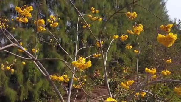 Widok Lotu Ptaka Żółtym Drzewem Bawełnianym Pełnym Rozkwicie Podczas Sezonu — Wideo stockowe