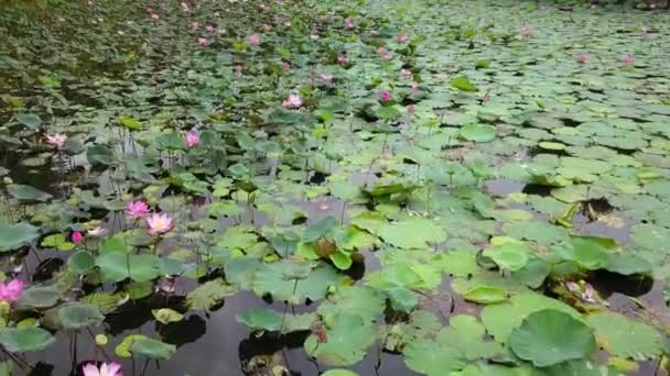 Letecký pohled na růžový lotosový květ rostliny ve velkém jezeře během letní sezóny — Stock video