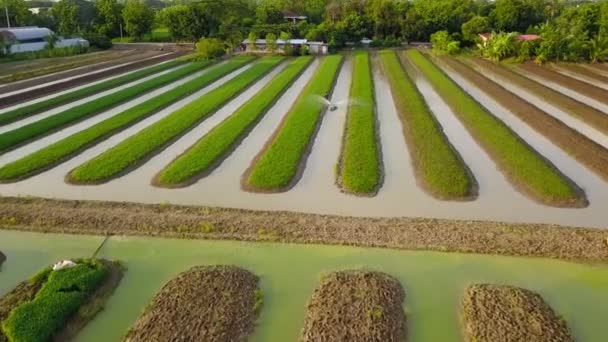 Vue aérienne du dessus des agriculteurs arrosant des légumes d'épinards d'eau à l'aide d'une machine à bateau dans le jardin qui a planté en rangée le long de la rivière à des fins agricoles — Video