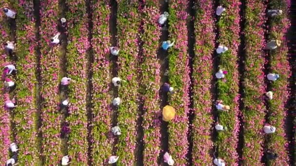 Vista aérea da troca de trabalho na indústria agrícola de flores cortadas durante a estação de colheita, que tem muitos jardineiros mãos no campo para cultivar os produtos — Vídeo de Stock