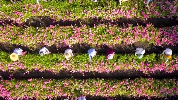 収穫期の切花産業における労働者交流の空中観作物の栽培のために多くの庭師の手がフィールドにある — ストック動画