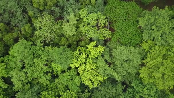 Vista aérea del exuberante bosque tropical verde desde el nivel superior del dosel — Vídeos de Stock