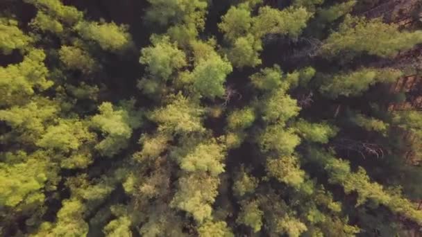 Vista aérea del bosque de coníferas siempreverdes en verano — Vídeos de Stock