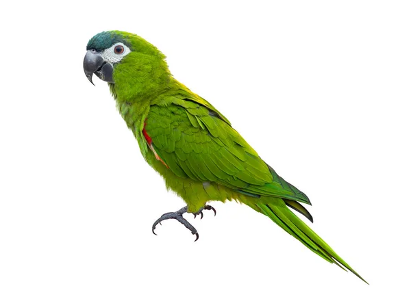 Hahn Macaw Red Shouldered Green Parrot Isolated White Background Native — ストック写真