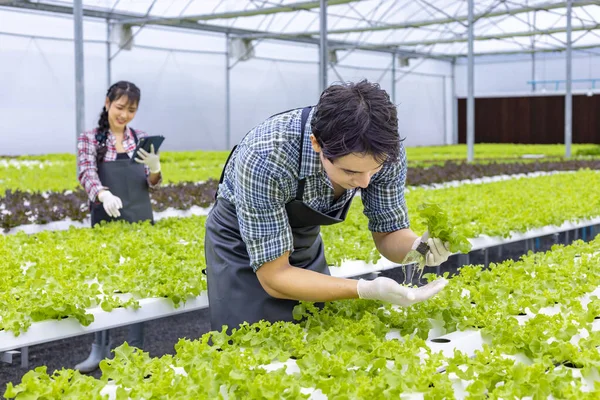 Agricultor Local Asiático Cultivando Propia Lechuga Ensalada Roble Verde Invernadero —  Fotos de Stock