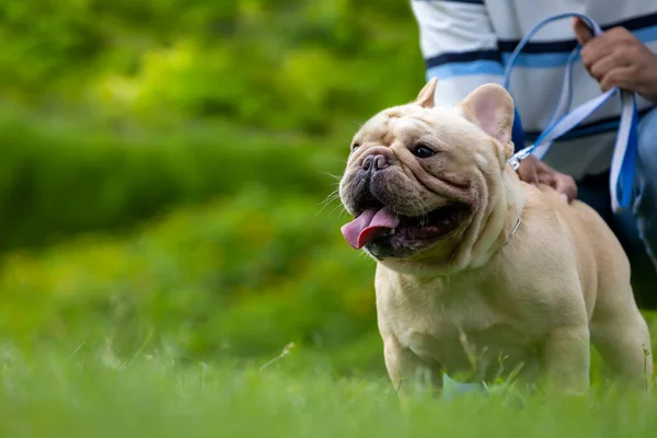 Cute french bulldog puppy is playing outside in the lawn on leash with owner in the dog park