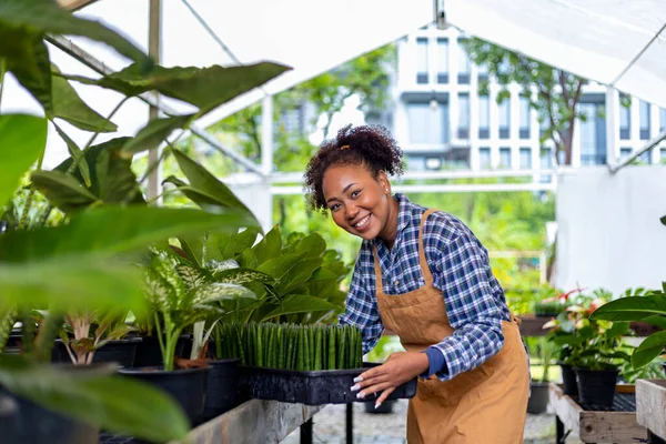 Afrikalı Amerikalı Bahçıvan Serasında Çalışıyor Çocuk Bahçesinde Yerli Egzotik Bitki — Stok fotoğraf
