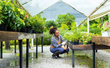 African American gardener is deadheading her flower plant at nursery garden center for native and exotic plant grower
