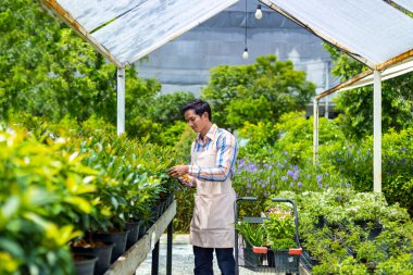 Asian gardener is deadheading her flower plant at nursery garden center for native and exotic plant grower