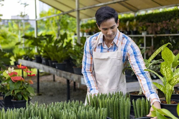 Asian Gardener Working Propagation Table Nursery Garden Center Air Purifying — Foto Stock