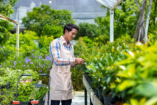 Ázsiai Kertész Holtpontra Virág Növény Óvodában Kertészeti Központ Őshonos Egzotikus — Stock Fotó
