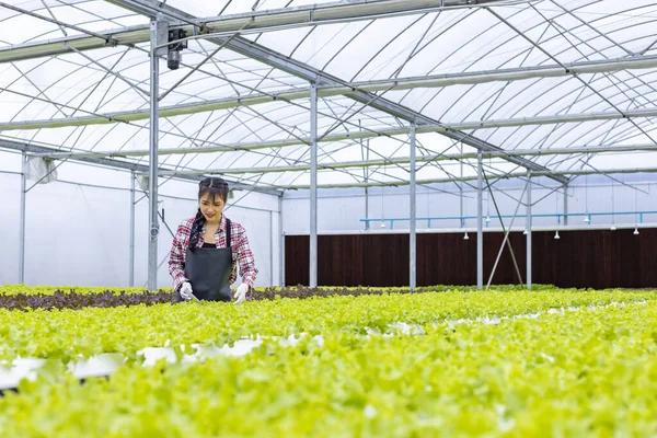 Asian Woman Local Farmer Growing Green Oak Salad Lettuce Greenhouse — Stock Photo, Image
