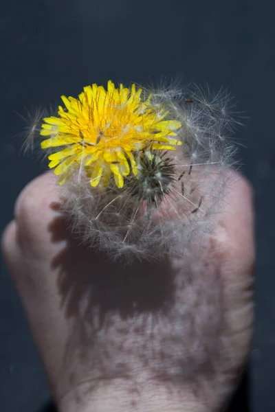 Photo Shows Dandelion His Hand — Zdjęcie stockowe