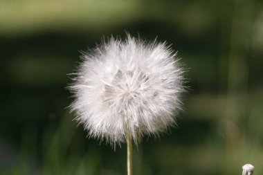 Fotoğrafta, çiçek açan bir karahindiba.