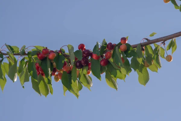 Sur Photo Cerises Sur Les Arbres — Photo