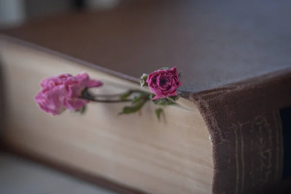 Foto Livro Com Pequenas Rosas Secas — Fotografia de Stock
