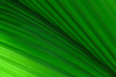 Parlak yeşil yaprak dokusunun tam kare görüntüsü. Doğal bir arka plan olarak tropikal yaprağı kapat