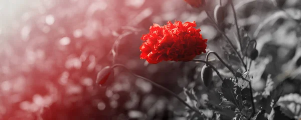 Червоні Маки Полі Фонові Зображення Пам Ять Або День Перемир — стокове фото