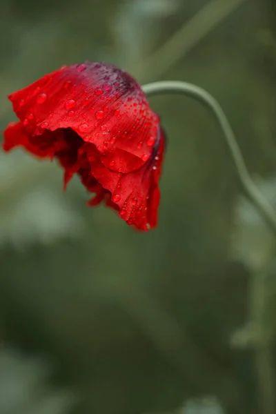 Vörös Mákvirág Nyári Kertben Eső Után — Stock Fotó