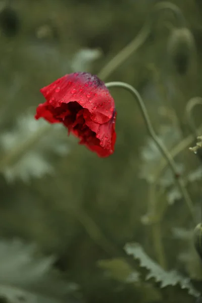 Yaz Bahçesinde Yağmurdan Sonra Kırmızı Haşhaş Çiçeği — Stok fotoğraf