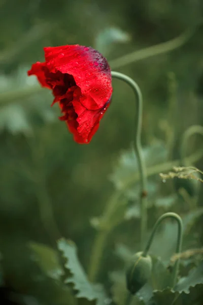 Czerwony Mak Kwiat Ogrodzie Letnim Deszczu — Zdjęcie stockowe