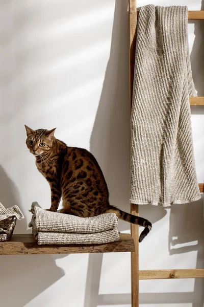 Bengal cat posing on organic linen towels in bathroom interior