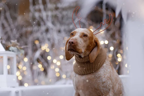 Yeni yıl ve Noel konsepti Braque Du Bourbonnais köpeği dışarıda kar yağarken ren geyiği boynuzu takıyor.
