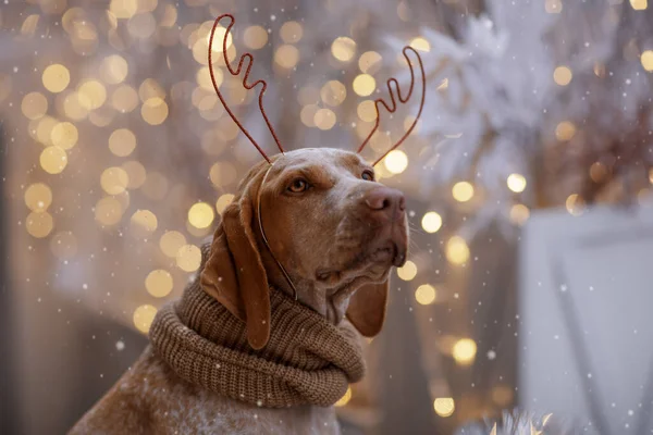 Yeni yıl ve Noel konsepti Braque Du Bourbonnais köpeği dışarıda kar yağarken ren geyiği boynuzu takıyor.