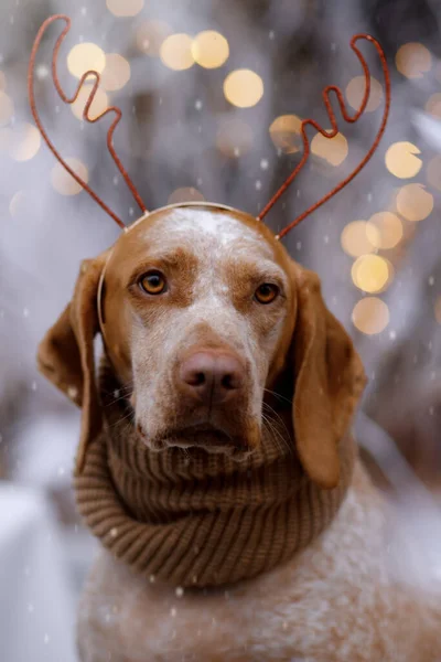 Yeni yıl ve Noel konsepti Braque Du Bourbonnais köpeği dışarıda kar yağarken ren geyiği boynuzu takıyor.