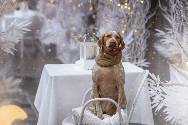 Braque Du Bourbonnais köpeğiyle yeni yıl ve Noel konsepti 