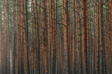 Gizemli çam ormanının panoramik manzarası. Ağaç gövdeleri yakın plan. Soyut doğal desen, doku, arka plan. Saf doğa konsepti