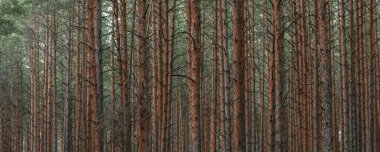 Gizemli çam ormanının panoramik manzarası. Ağaç gövdeleri yakın plan. Soyut doğal desen, doku, arka plan. Saf doğa konsepti