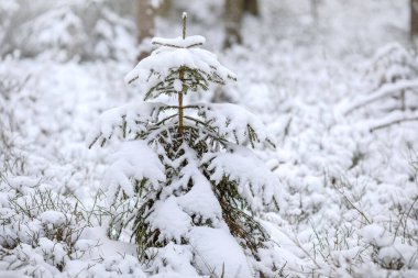 Kış mevsiminde Ormanda Çam Ağaçları Karla Kaplandı. 