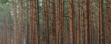 Gizemli çam ormanının panoramik manzarası. Ağaç gövdeleri yakın plan. Soyut doğal desen, doku, arka plan. Saf doğa konsepti