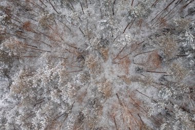 Kış mevsiminde Ormandaki Karlı Ağaçların Hava Görüntüsü. 