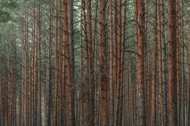 Gizemli çam ormanının panoramik manzarası. Ağaç gövdeleri yakın plan. Soyut doğal desen, doku, arka plan. Saf doğa konsepti