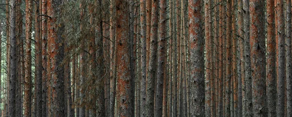 Panoramatický Výhled Tajemný Borový Les Kmeny Stromů Zblízka Abstraktní Přírodní — Stock fotografie