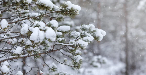 Snow Covered Branch Pine Tree Forest Winter Season Winter Background — Stock Photo, Image