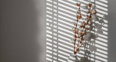 Beyaz beton bir vazoda doğal pamuk dalları. Noel ya da yeni yıl konsepti. Güneş ışığı, sert gölge. Çiçek, iç mekan, doğa konsepti. 