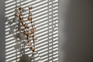 Beyaz beton bir vazoda doğal pamuk dalları. Noel ya da yeni yıl konsepti. Güneş ışığı, gölgelerin sert gölgesi. Çiçek, iç mekan, doğa konsepti. 