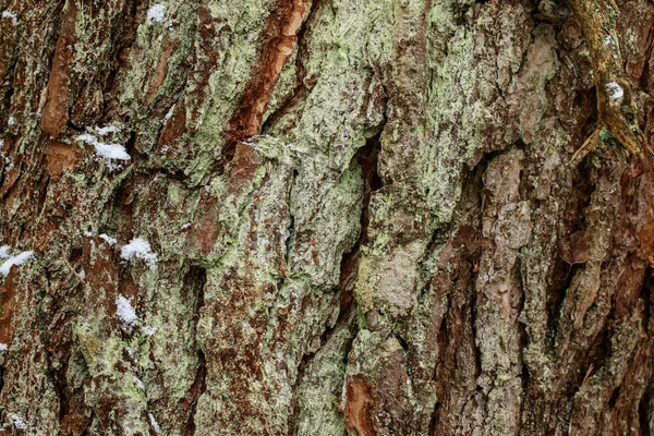 Detailní Struktura Stromové Kůry Malým Sněhem Vzor Přírodního Stromu Kůry — Stock fotografie