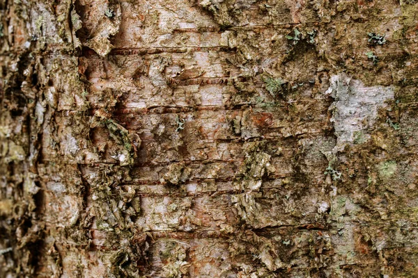 Detailní Struktura Kůry Stromu Vzor Přírodního Stromu Kůry Pozadí Drsný — Stock fotografie