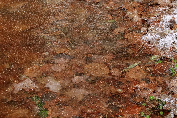 Frozen Swamp Winter Plants Fallen Trees Autumn Leaves Frozen Water — Stock Photo, Image