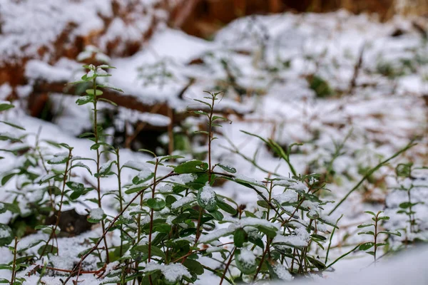Pantano Congelado Invierno Con Plantas Árboles Caídos Hojas Otoño Agua — Foto de Stock