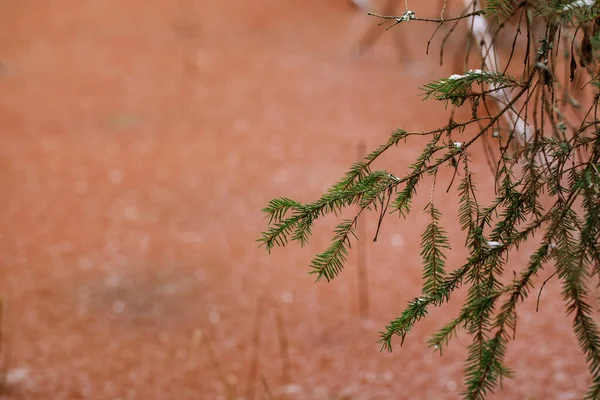 Frozen Swamp Winter Plants Fallen Trees Autumn Leaves Frozen Water — Stock Photo, Image