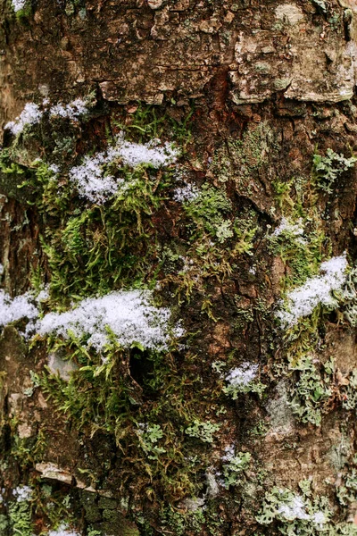 Στενή Υφή Φλοιού Δέντρου Λίγο Χιόνι Μοτίβο Του Φυσικού Φλοιού — Φωτογραφία Αρχείου