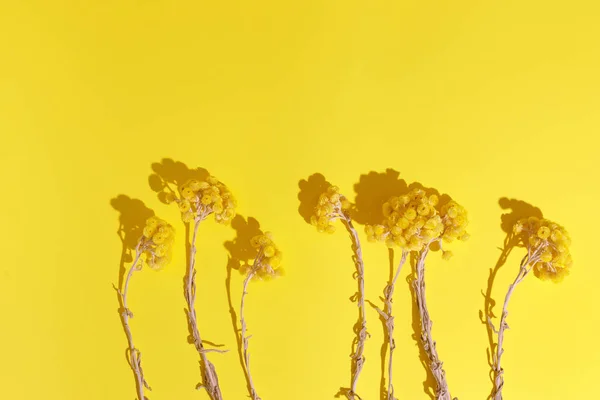Helichrysum Κίτρινο Αιώνια Λουλούδια Κίτρινο Φόντο Top View Αντίγραφο Χώρο — Φωτογραφία Αρχείου