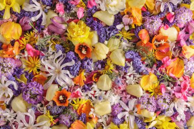 Renkli bahçe çiçekleriyle bahçecilik geçmişi var. Bahar konsepti