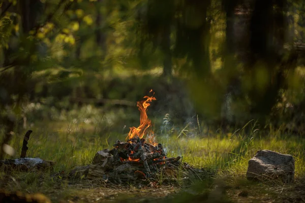 Brennendes Holzfeuer Sommerwald Aus Nächster Nähe — Stockfoto